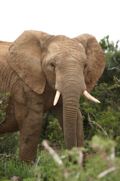 Elephant bull foraging for green leaves in the Addo bush South Africa