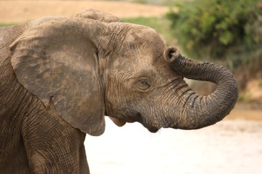 Bu gövde kafasına bir baş ağrısı vardır gibi görünmek için 's ile Afrika fili