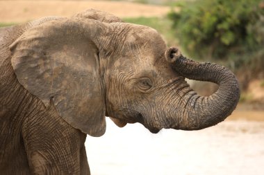 African elephant with it's trunk on it's head to look like it has a headache clipart