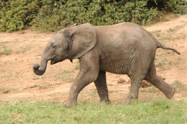 Excited young African elephant running across green grass