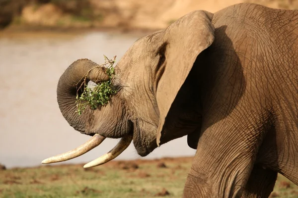 Elefante Africano Con Hojas Verdes Tronco Colmillos Largos — Foto de Stock