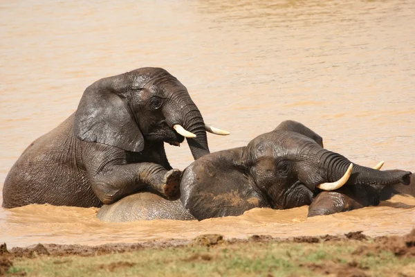 Afrikaanse olifanten zwemmen — Stockfoto