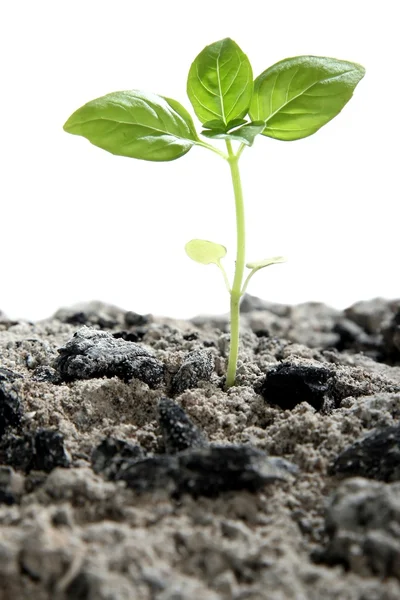 Seedling in Ashes — Stock Photo, Image