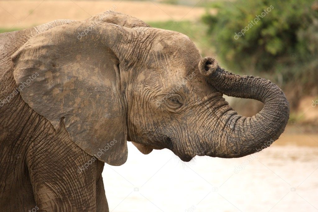 African elephant with it's trunk on it's head to look like it has a headache
