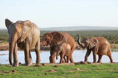 Elephants at Waterhole clipart