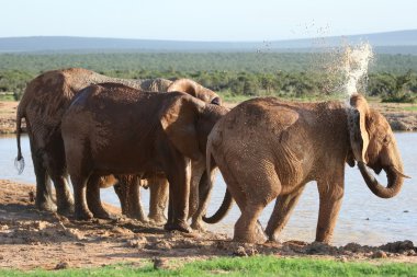 Elephants Spraying Water clipart