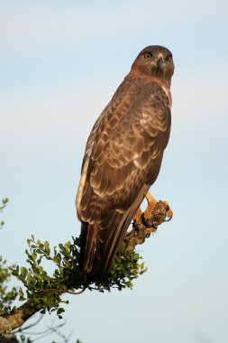 Kite Bird of Prey clipart