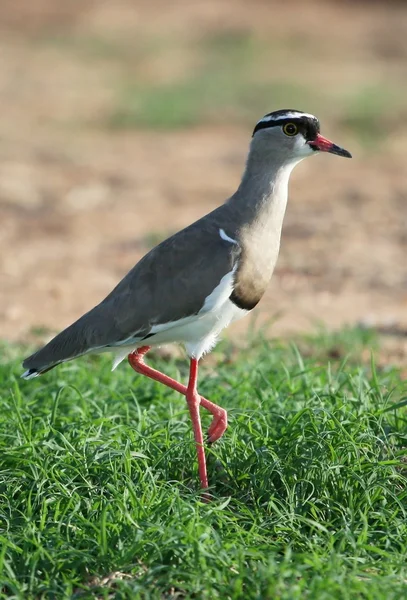 Crowned Plover Bird — Stock Photo, Image