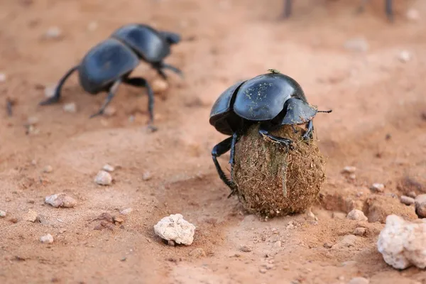 Навозные жуки — стоковое фото