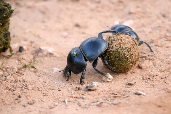 Навозные жуки — стоковое фото