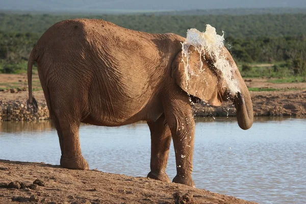 Ελέφαντας ψεκασμού νερού — Φωτογραφία Αρχείου