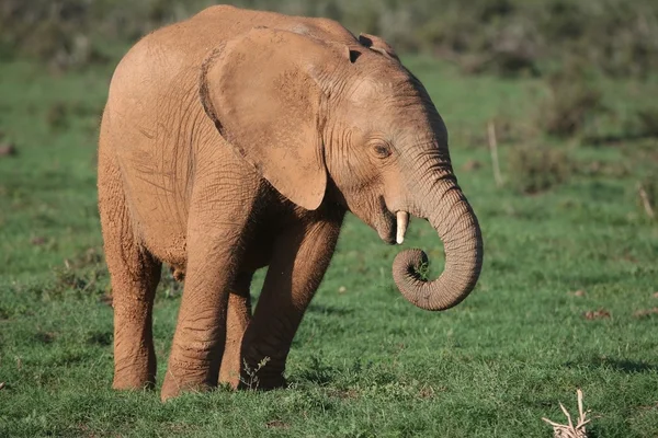Giovane elefante africano — Foto Stock