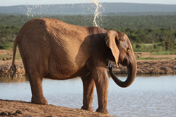 Elefante enfriándose — Foto de Stock