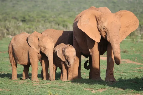 Familia de elefantes africanos — Foto de Stock