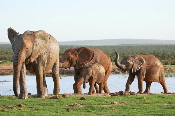 Elephants at Waterhole — Stock Photo, Image