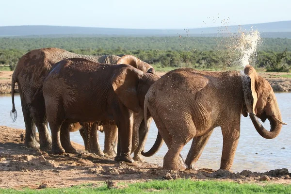 Elefanter som sprutar vatten — Stockfoto