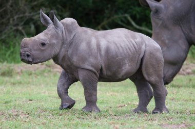 Young Rhinoceros clipart