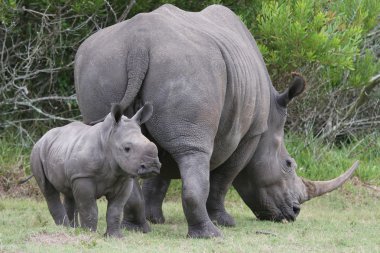 Baby Rhinoceros and Mom clipart
