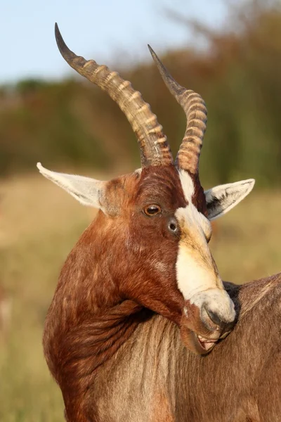 Blesbok Antelope aliciamento — Fotografia de Stock