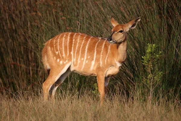 Nyala antelope vrouw — Stockfoto