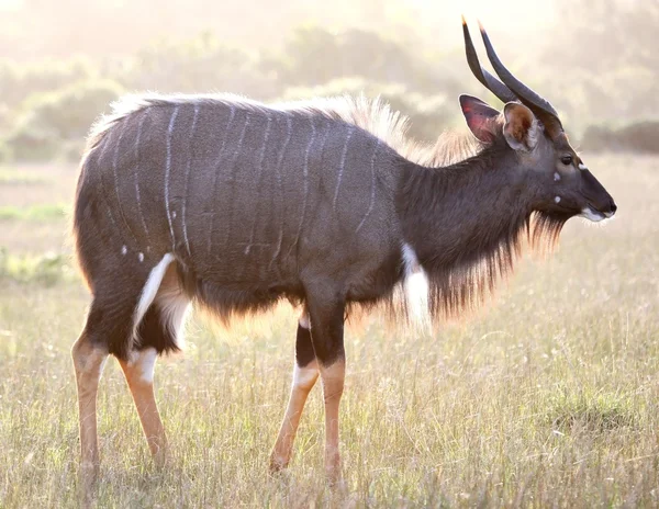 Gegenbeleuchtete Nyala-Antilope — Stockfoto