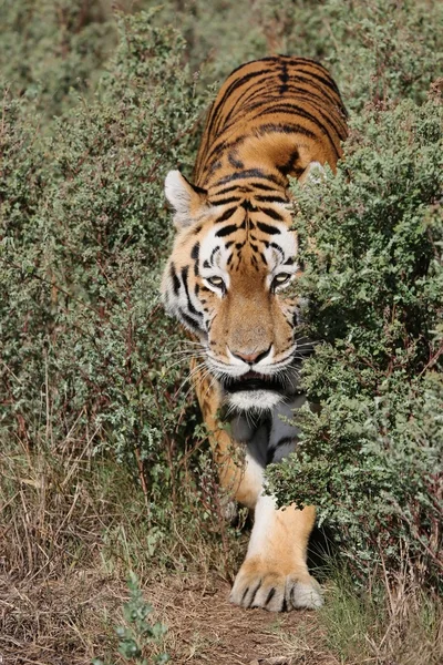 Tiger auf Streifzug — Stockfoto