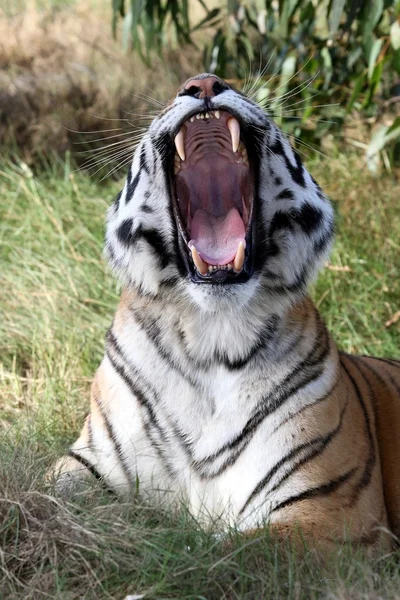 Tiger tänder — Stockfoto