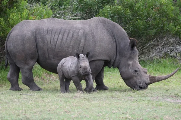 Rinoceronte bambino con adulto — Foto Stock