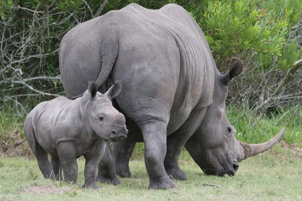 Bébé rhinocéros et maman — Photo