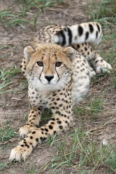 Çita yavrusu — Stok fotoğraf