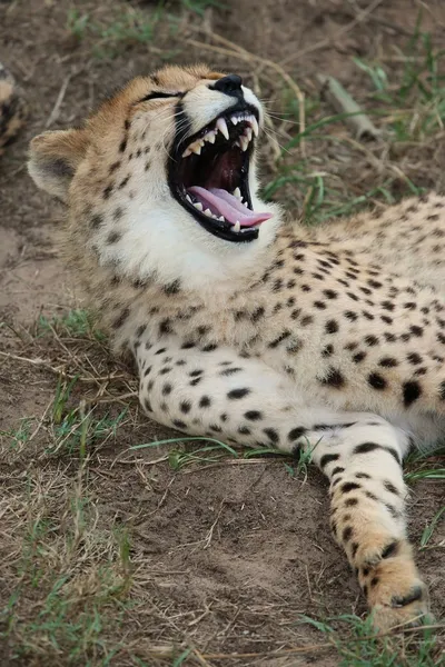Dentes de gato selvagem chita — Fotografia de Stock