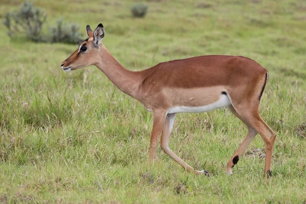 Impala antelope ooi — Stockfoto