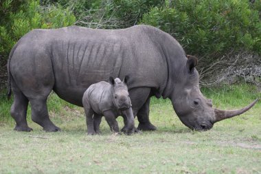 Baby Rhino with Adult clipart