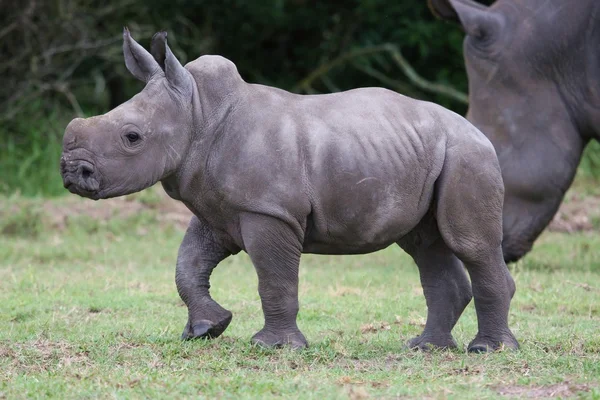 Les jeunes rhinocéros — Photo