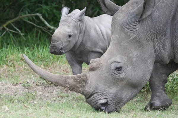 Baby Rhino with it's Mother — Stock Photo, Image