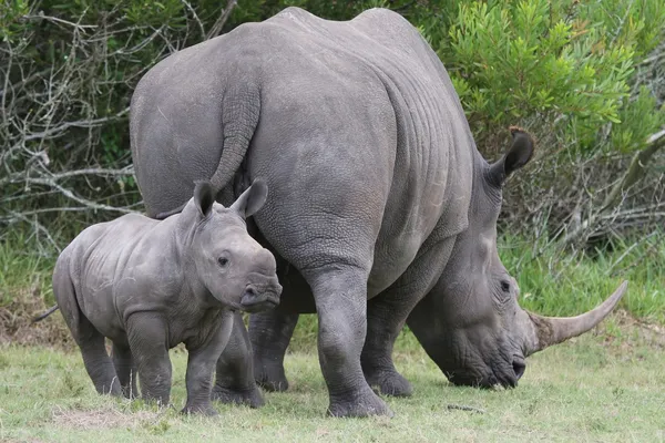 Nosorożec noworodek i mama — Zdjęcie stockowe