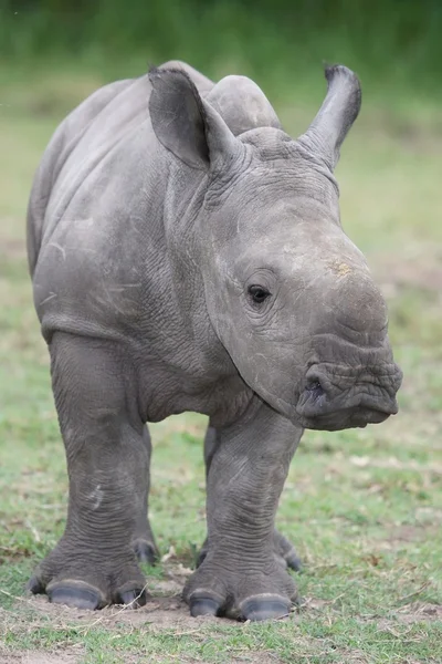 Носорог-младенец — стоковое фото