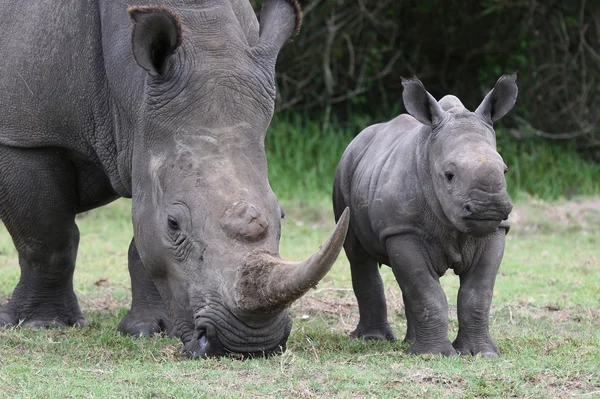 Bebê Rhino e Mãe — Fotografia de Stock