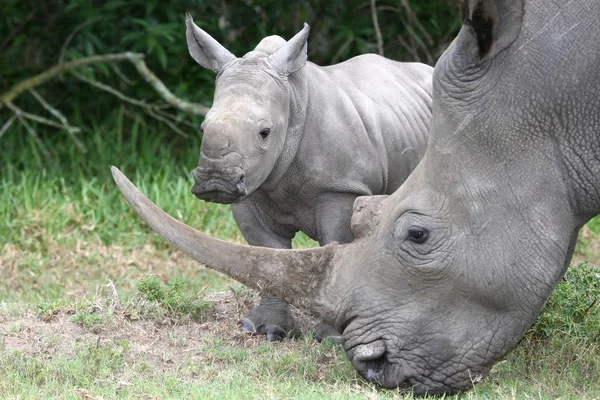 Bambino rinoceronte e madre — Foto Stock