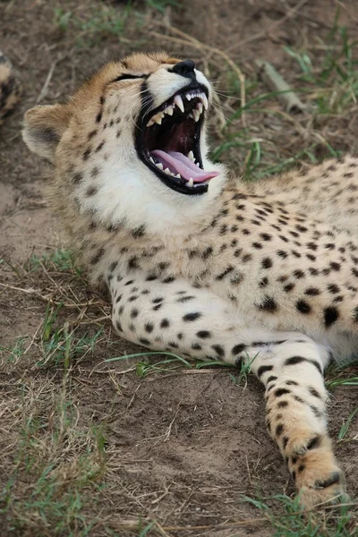 Cheetah vild katt tänder — Stockfoto