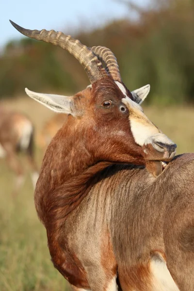 Blesbok антилопи, з Короста — стокове фото