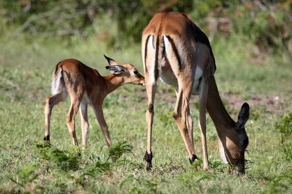 Bebê Impala Antelope e Mãe — Fotografia de Stock
