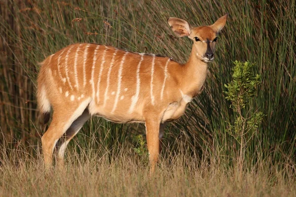 Nyala antilop nő — Stock Fotó