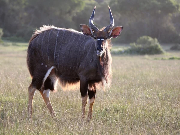 Gegenbeleuchtete Nyala-Antilope — Stockfoto