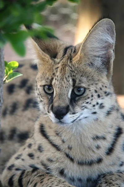 Serval dzikiego kota — Zdjęcie stockowe
