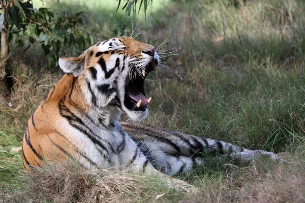 Tigergähnen — Stockfoto