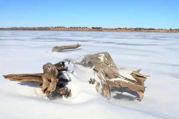 Piękny Krajobraz Zamarznięte Jezioro Suchego Drzewa Pokryte Śniegiem Lodem — Zdjęcie stockowe