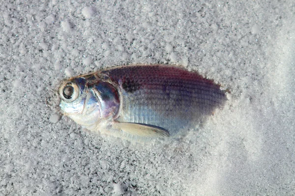 Риба Заморожена Крижаному Озері — стокове фото