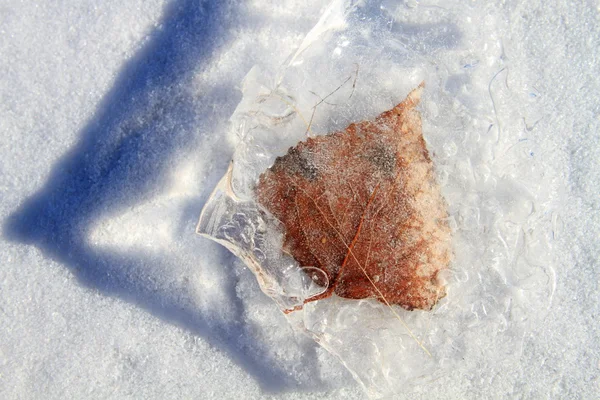 Frozen Dry Leaf Laying Ice — Stock Photo, Image