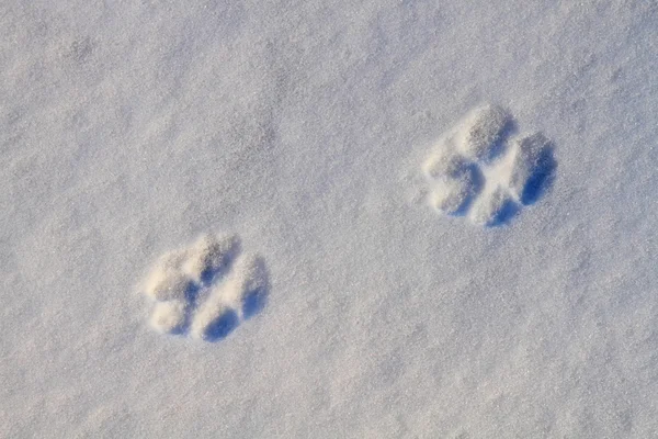 강아지 발자국 — 스톡 사진